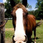 Horse Williamsburg VA