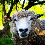 Sheep Williamsburg VA