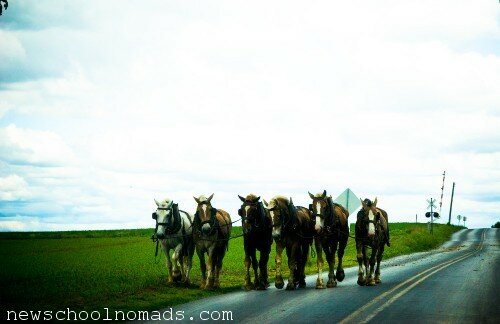 Amish Country Draft Horses PA