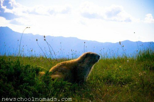 Funny Marmot Olympic NP WA 1