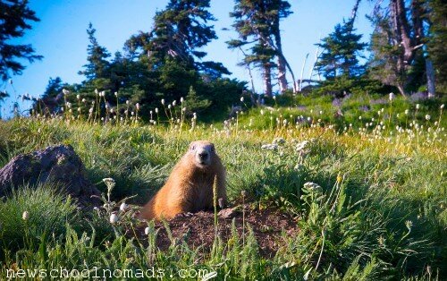 Peek a Boo Marmot Olympic National Park WA 1