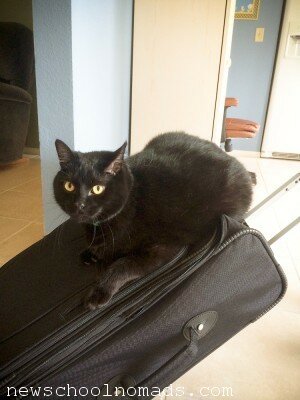 Cat on Suitcase FL