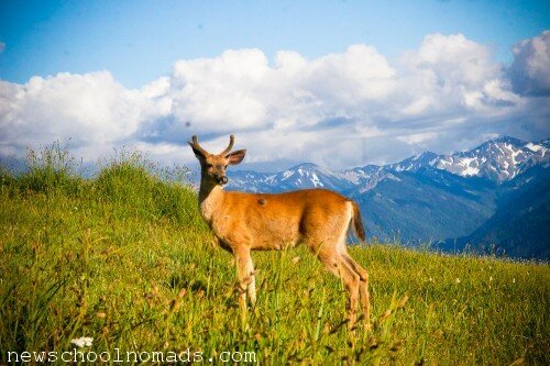 Deer Olympic National Park WA 1