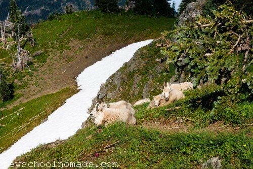 Mountain Goat Family Olympic National Park WA 1