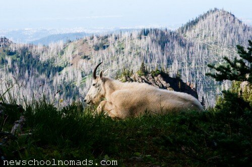 Mountain Goat Olympic National Park WA 1